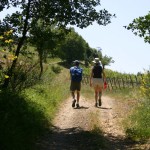 Crete_Senesi_and_Val_dOrcia_selection_009