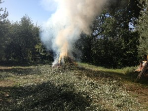 residui vegetali abbruciamenti