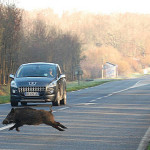 cinghiale-su-strada-incidenti